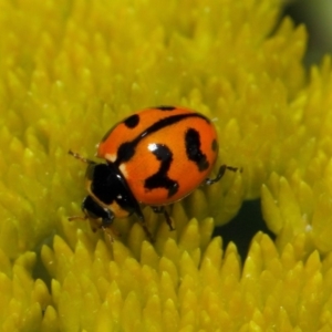 Coccinella transversalis at Acton, ACT - 2 Nov 2018