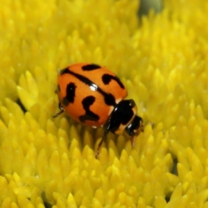 Coccinella transversalis at Acton, ACT - 2 Nov 2018