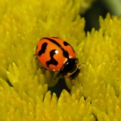 Coccinella transversalis at Acton, ACT - 2 Nov 2018