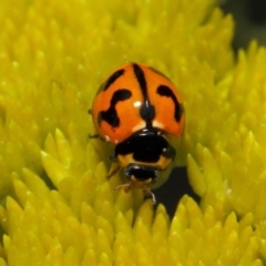 Coccinella transversalis at Acton, ACT - 2 Nov 2018