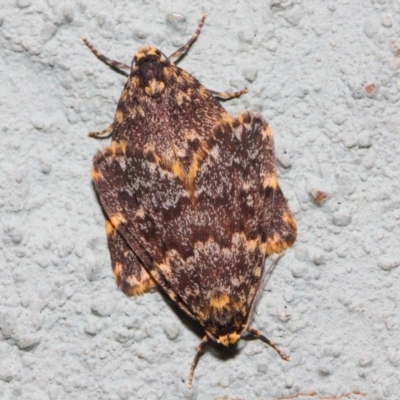 Halone coryphoea (Eastern Halone moth) at Hackett, ACT - 2 Nov 2018 by TimL