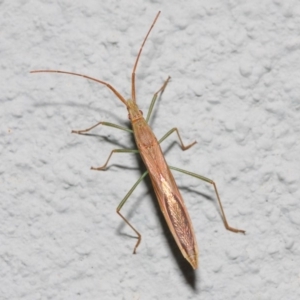 Mutusca brevicornis at Hackett, ACT - 2 Nov 2018 09:18 AM