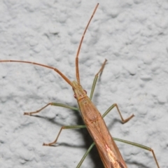 Mutusca brevicornis at Hackett, ACT - 2 Nov 2018 09:18 AM