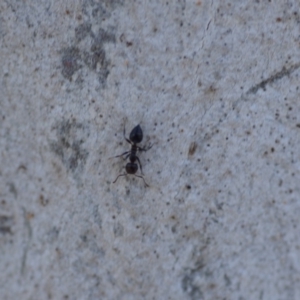 Crematogaster sp. (genus) at Wamboin, NSW - 27 Oct 2018