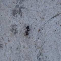 Crematogaster sp. (genus) (Acrobat ant, Cocktail ant) at Wamboin, NSW - 27 Oct 2018 by natureguy