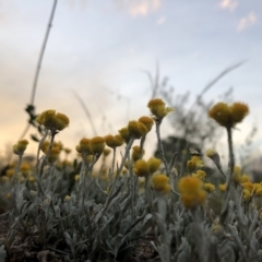 Chrysocephalum apiculatum (Common Everlasting) at Cooleman Ridge - 2 Nov 2018 by Nat