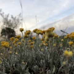 Chrysocephalum apiculatum at Chapman, ACT - 2 Nov 2018