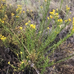 Chrysocephalum semipapposum at Chapman, ACT - 3 Nov 2018 04:39 PM