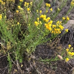 Chrysocephalum semipapposum at Chapman, ACT - 3 Nov 2018 04:39 PM