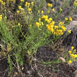 Chrysocephalum semipapposum at Chapman, ACT - 3 Nov 2018