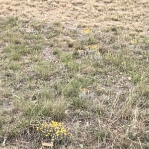 Chrysocephalum apiculatum at Chapman, ACT - 3 Nov 2018