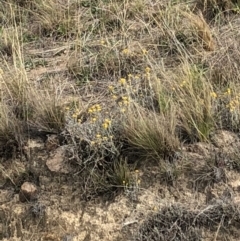 Chrysocephalum apiculatum (Common Everlasting) at Cooleman Ridge - 3 Nov 2018 by Nat