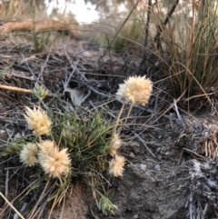 Rytidosperma carphoides (Short Wallaby Grass) at Cooleman Ridge - 2 Nov 2018 by Nat