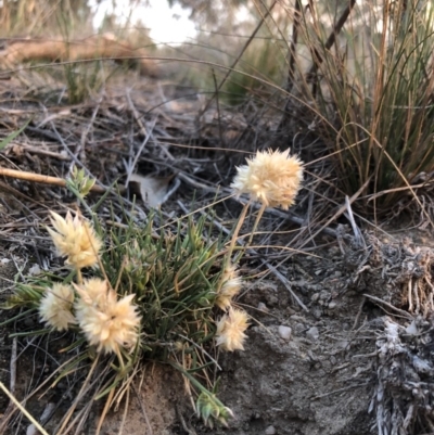 Rytidosperma carphoides (Short Wallaby Grass) at Cooleman Ridge - 2 Nov 2018 by Nat