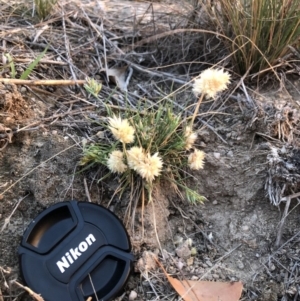 Rytidosperma carphoides at Stromlo, ACT - 2 Nov 2018