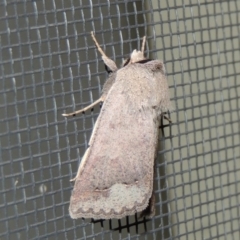 Pantydia sparsa (Noctuid Moth) at Pollinator-friendly garden Conder - 17 Oct 2018 by michaelb