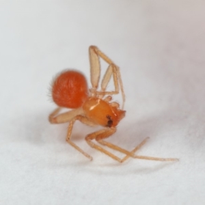 Linyphiidae (family) at Evatt, ACT - 1 Nov 2018