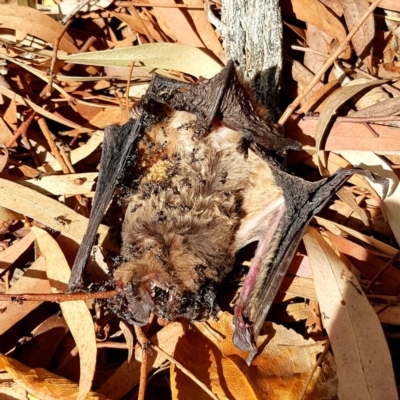 Chalinolobus gouldii (Gould's Wattled Bat) at Kambah, ACT - 3 Nov 2018 by CJM