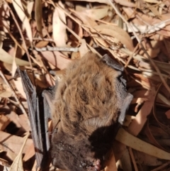 Chalinolobus gouldii at Kambah, ACT - 4 Nov 2018