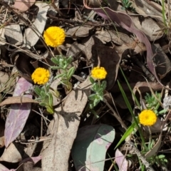 Leptorhynchos squamatus (Scaly Buttons) at Deakin, ACT - 3 Nov 2018 by JackyF