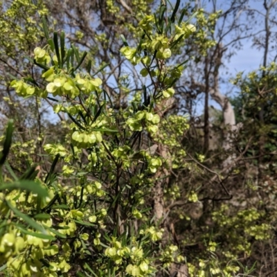 Dodonaea viscosa (Hop Bush) at Hughes Grassy Woodland - 3 Nov 2018 by JackyF