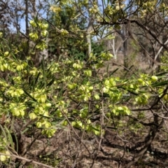 Dodonaea viscosa at Hughes, ACT - 4 Nov 2018