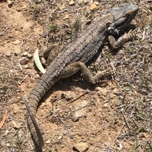 Pogona barbata at Deakin, ACT - 4 Nov 2018