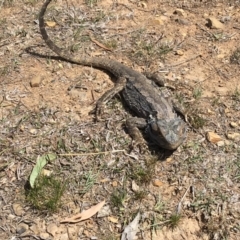 Pogona barbata at Deakin, ACT - suppressed