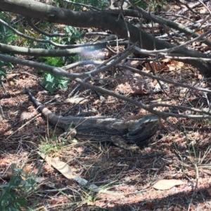 Pogona barbata at Hughes, ACT - 4 Nov 2018