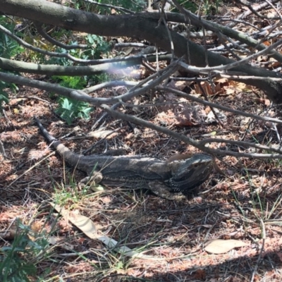 Pogona barbata (Eastern Bearded Dragon) at Hughes Grassy Woodland - 4 Nov 2018 by KL