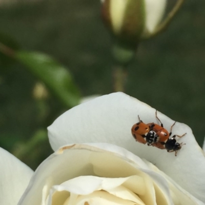 Hippodamia variegata (Spotted Amber Ladybird) at Ainslie, ACT - 2 Nov 2018 by juddernaut