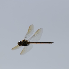 Hemicordulia tau (Tau Emerald) at Symonston, ACT - 4 Nov 2018 by redsnow