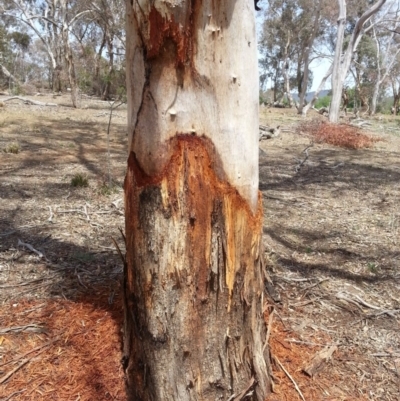 Unverified Parrot at Ainslie, ACT - 4 Nov 2018 by SilkeSma