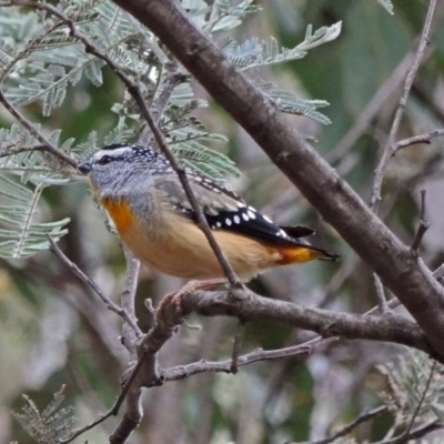 Pardalotus punctatus (Spotted Pardalote) at Tharwa, ACT - 23 Oct 2018 by Philip