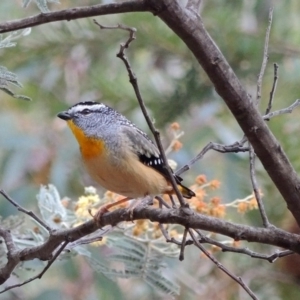 Pardalotus punctatus at Tharwa, ACT - 24 Oct 2018 09:39 AM