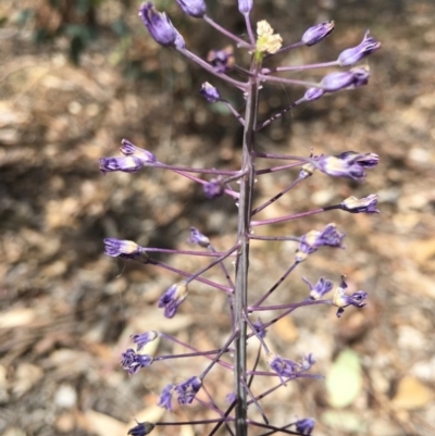 Scilla hyacinthoides (Hyacinth Bluebell) at Stirling Park - 3 Nov 2018 by RWPurdie