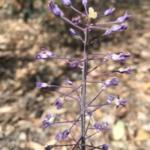 Scilla hyacinthoides at Yarralumla, ACT - 4 Nov 2018