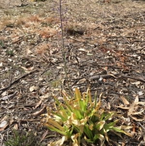 Scilla hyacinthoides at Yarralumla, ACT - 4 Nov 2018