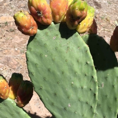 Opuntia ficus-indica (Indian Fig, Spineless Cactus) at Farrer, ACT - 3 Nov 2018 by RWPurdie