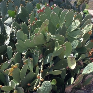 Opuntia ficus-indica at Farrer, ACT - 4 Nov 2018