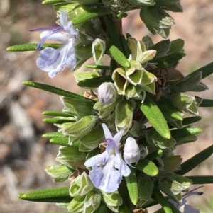 Rosmarinus officinalis at O'Malley, ACT - 4 Nov 2018