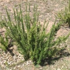 Rosmarinus officinalis at O'Malley, ACT - 4 Nov 2018