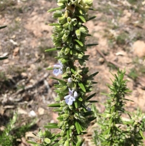 Rosmarinus officinalis at O'Malley, ACT - 4 Nov 2018