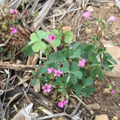 Oxalis articulata (Shamrock) at Fyshwick, ACT - 3 Nov 2018 by RWPurdie