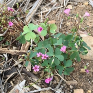 Oxalis articulata at Fyshwick, ACT - 3 Nov 2018