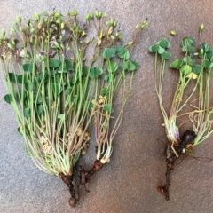 Oxalis articulata at Fyshwick, ACT - 3 Nov 2018