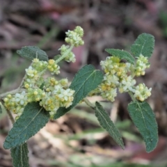Gynatrix pulchella (Hemp Bush) at Cotter River, ACT - 29 Oct 2018 by KenT