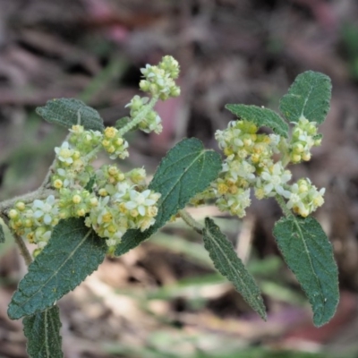 Gynatrix pulchella (Hemp Bush) at Cotter River, ACT - 29 Oct 2018 by KenT