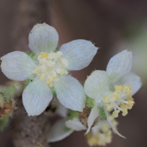 Gynatrix pulchella at Cotter River, ACT - 29 Oct 2018