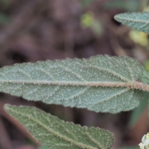 Gynatrix pulchella at Cotter River, ACT - 29 Oct 2018 08:26 AM